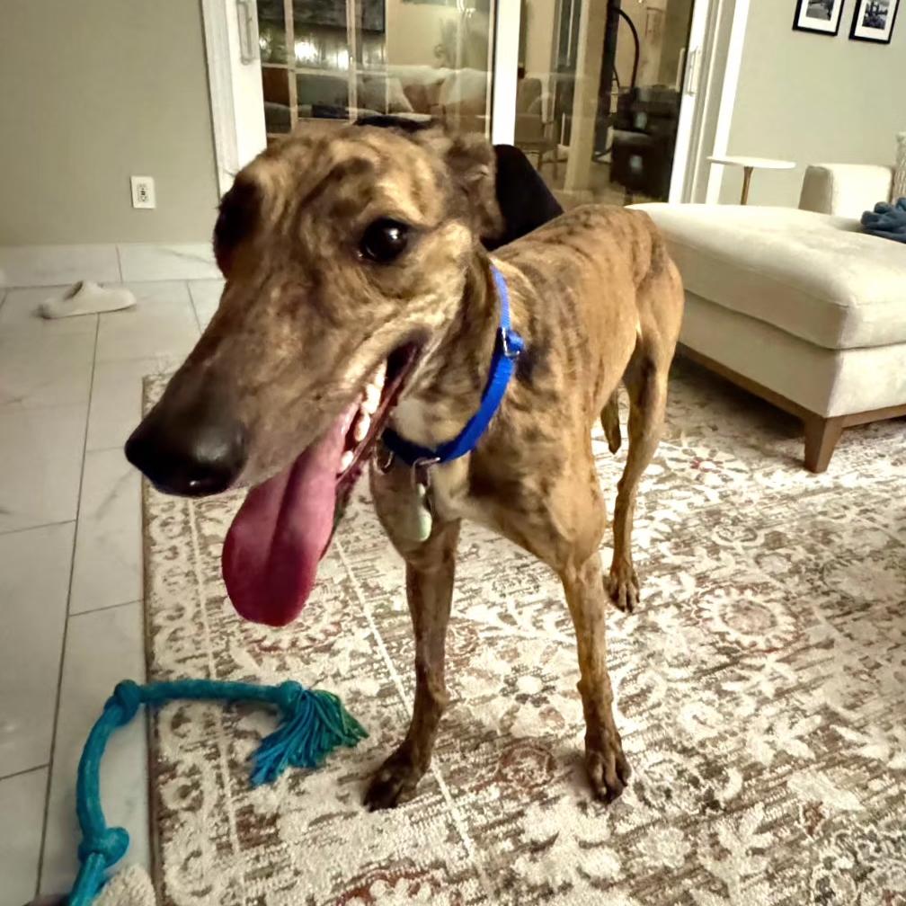 Enlarge Imark Falcon (Falcon), a Adoptable Greyhound in Tarpon Springs, FL image 4/4