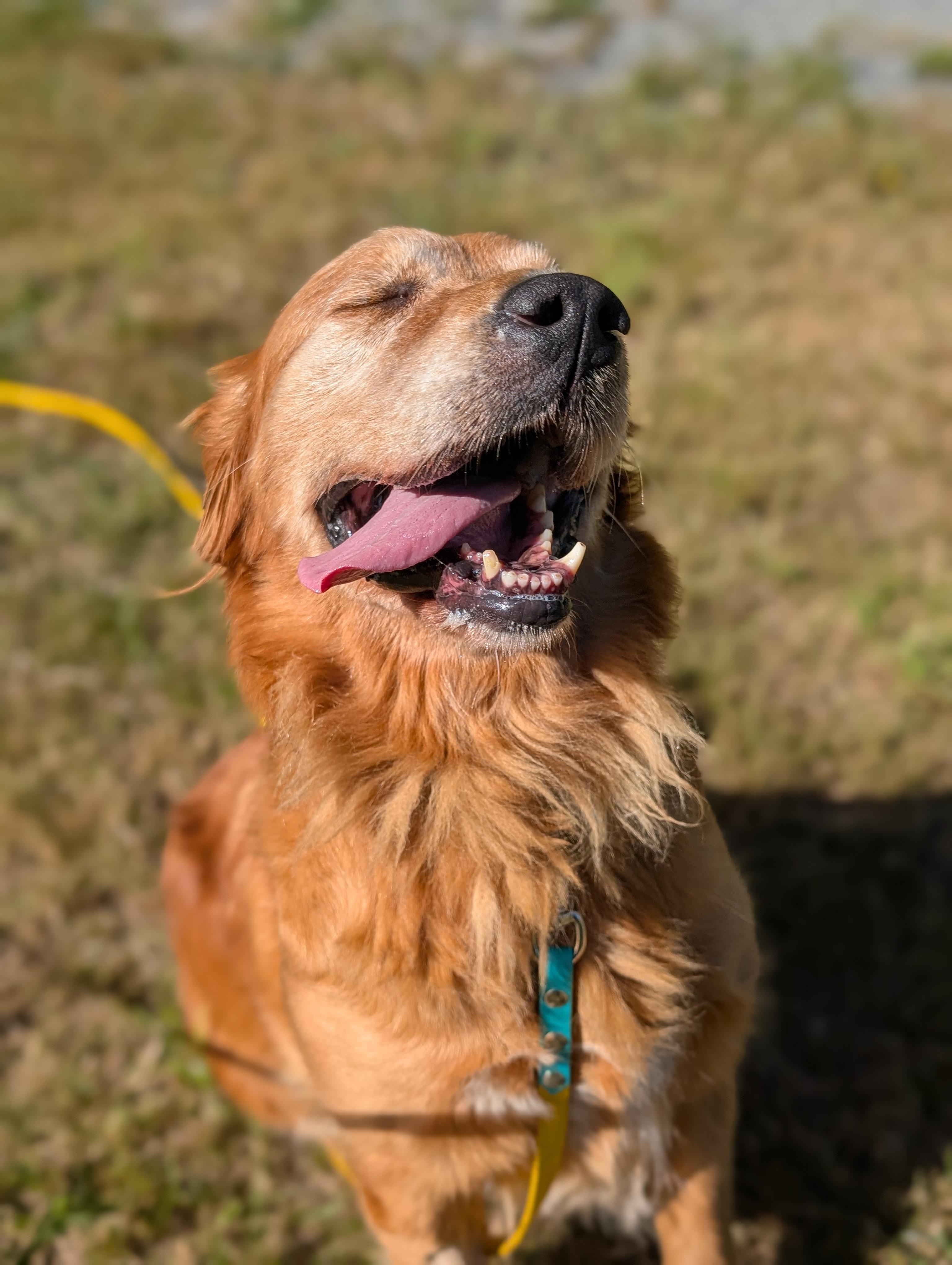 Katie, an adoptable Golden Retriever in Coquitlam, BC, V3C 3T5 | Photo Image 3