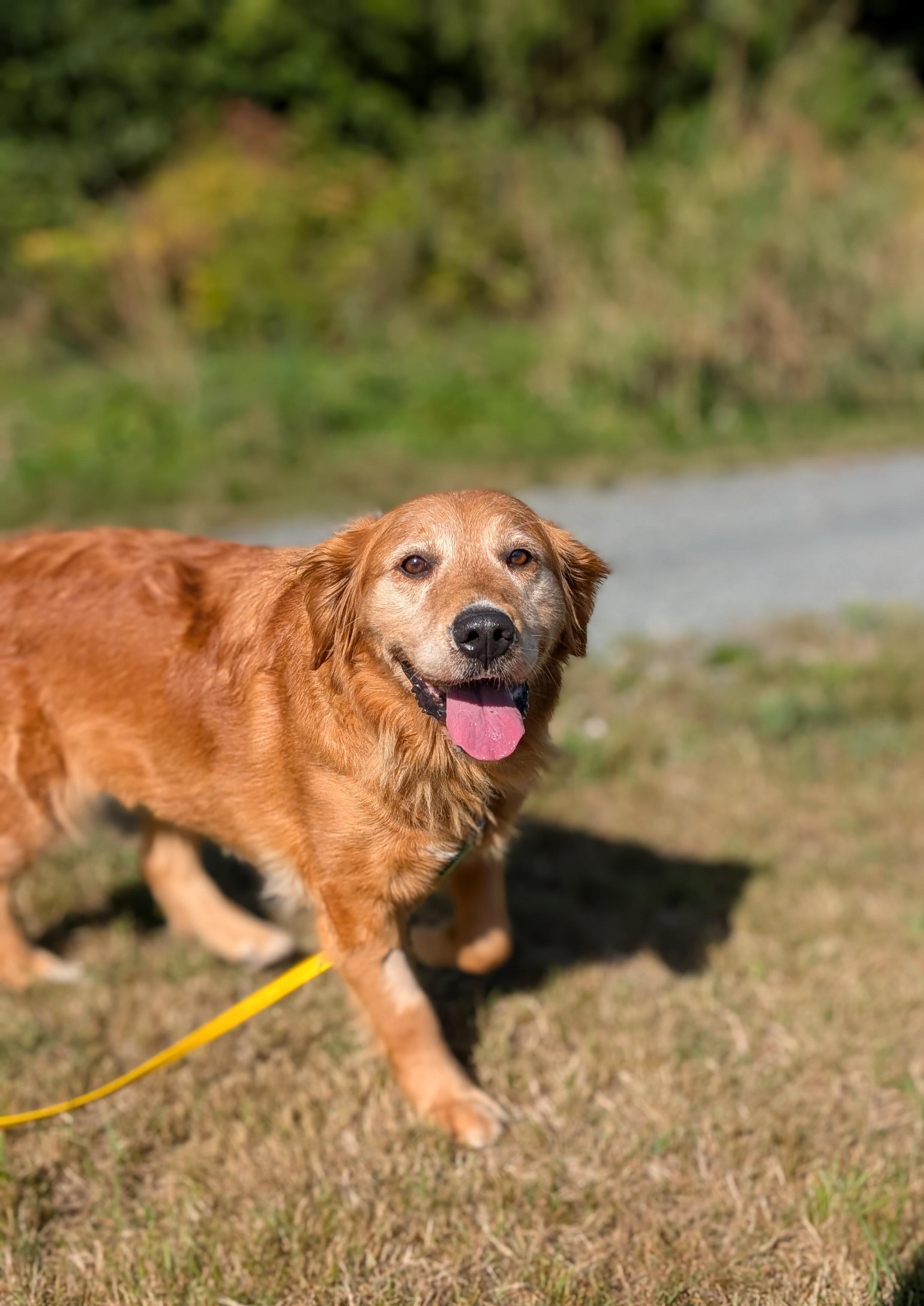 Katie, an adoptable Golden Retriever in Coquitlam, BC, V3C 3T5 | Photo Image 1