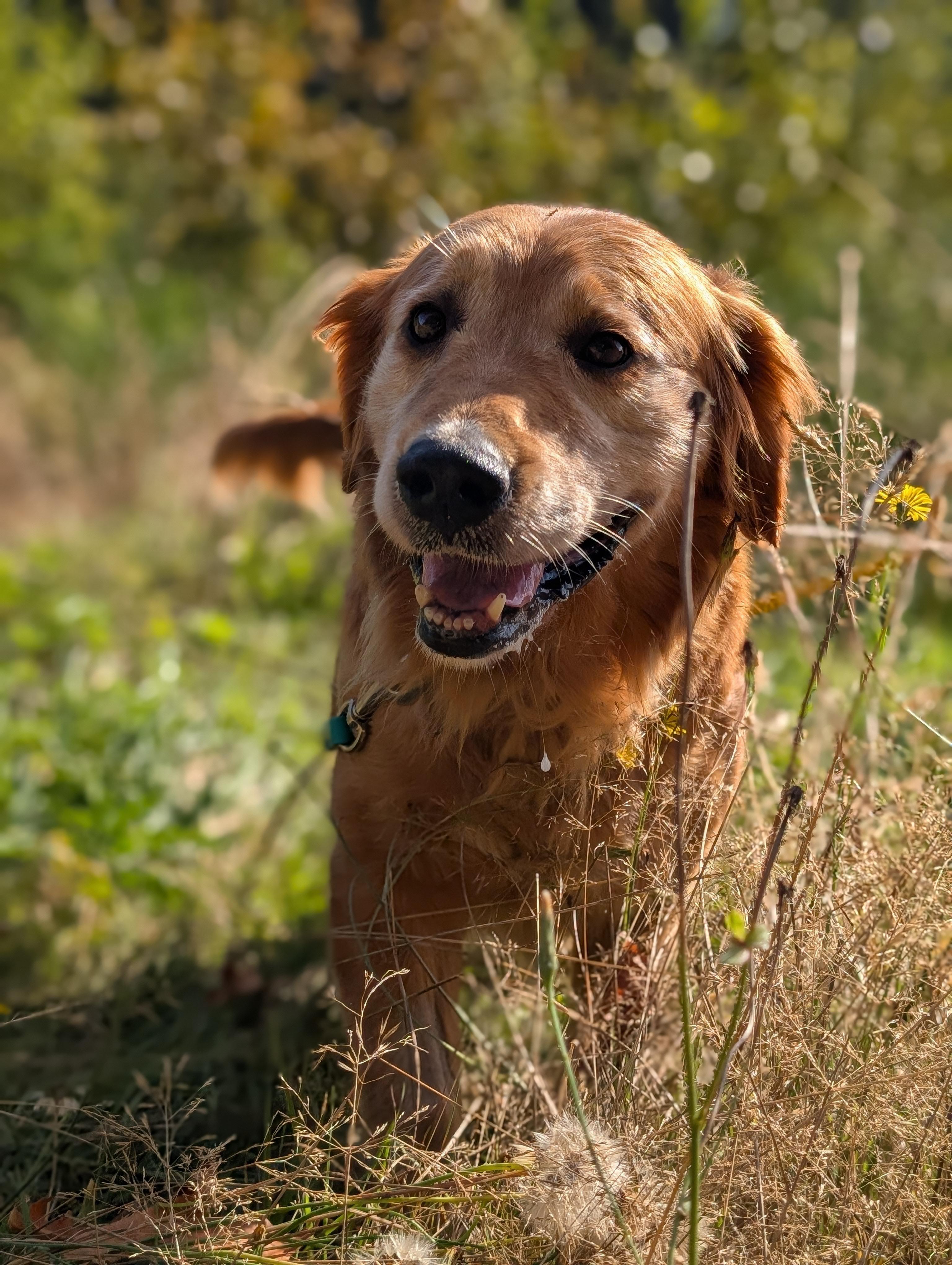 Katie, an adoptable Golden Retriever in Coquitlam, BC, V3C 3T5 | Photo Image 2