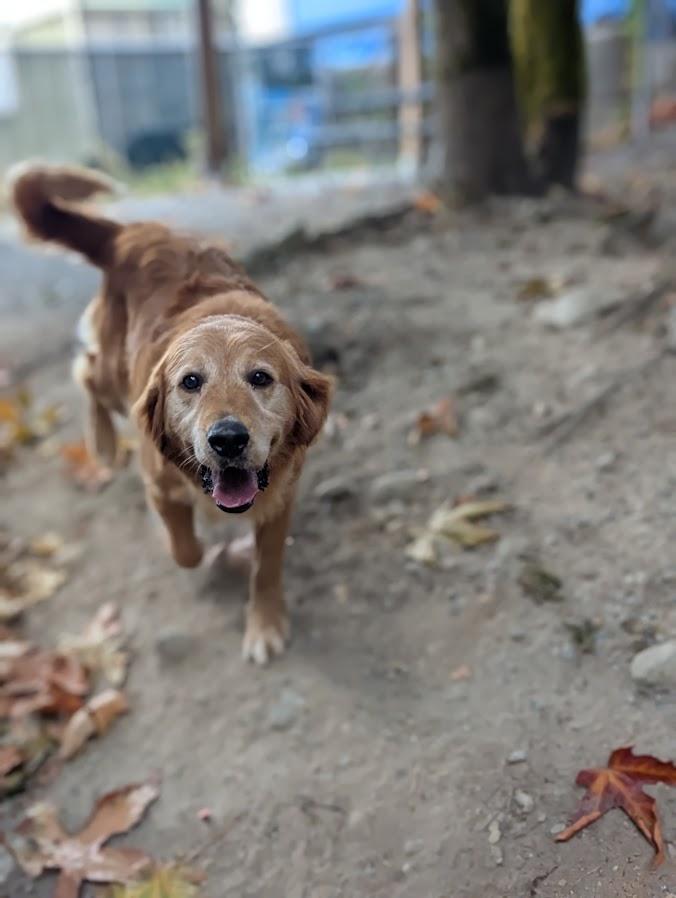 Katie, an adoptable Golden Retriever in Coquitlam, BC, V3C 3T5 | Photo Image 4