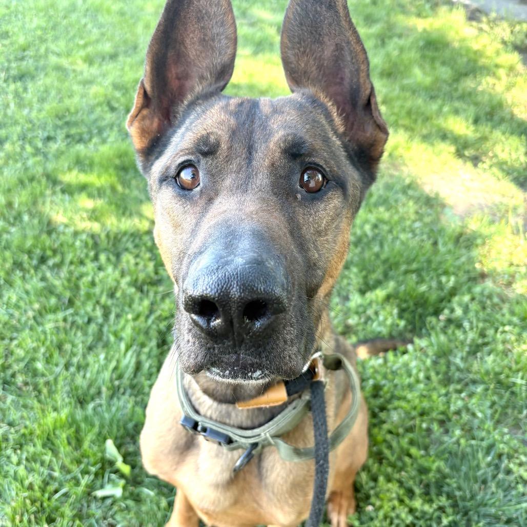 Rocky, Adoptable, Adult Male German Shepherd Dog & Mixed Breed.