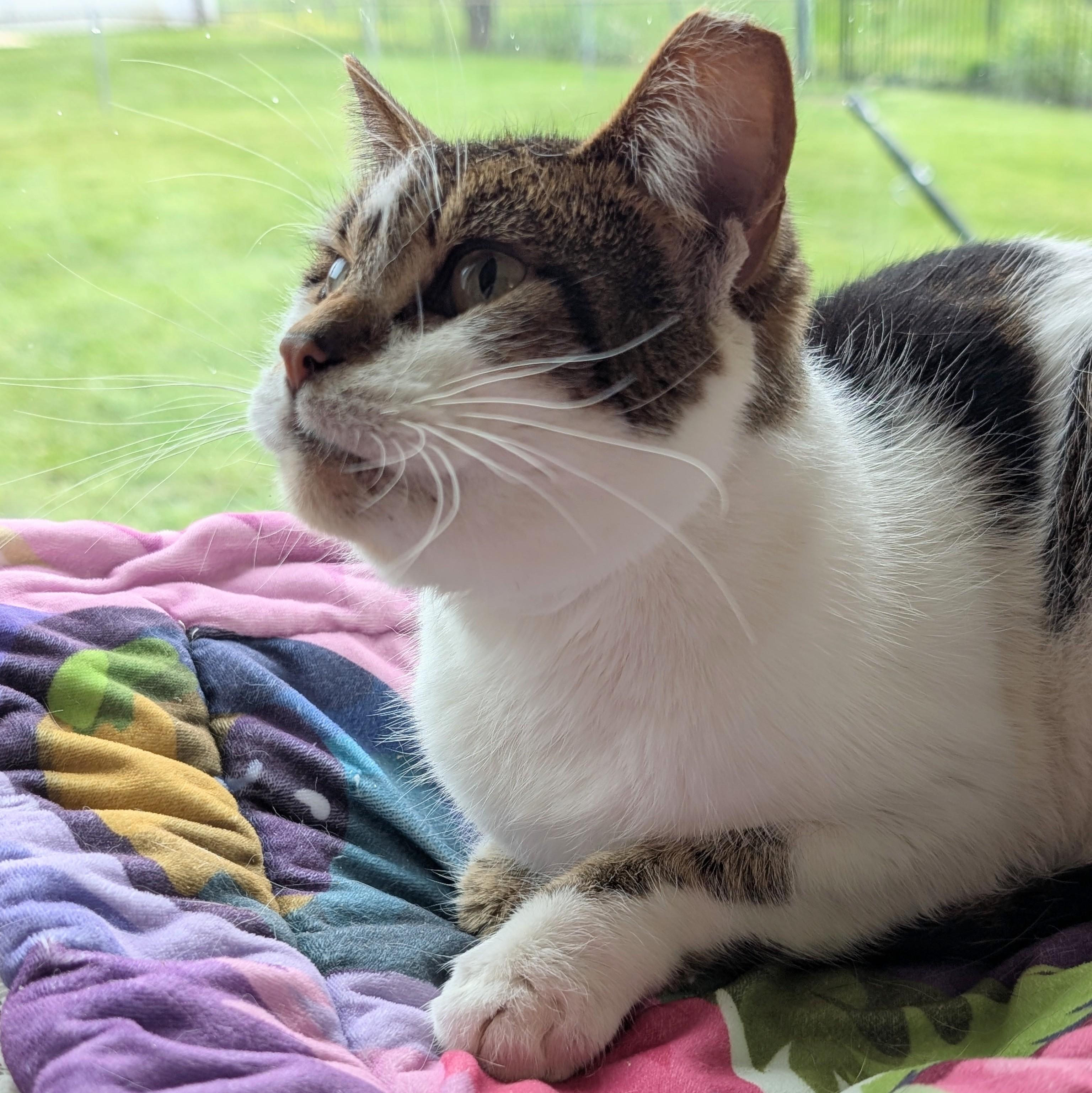Scarlet, ADOPTABLE, Senior Female Domestic Short Hair.