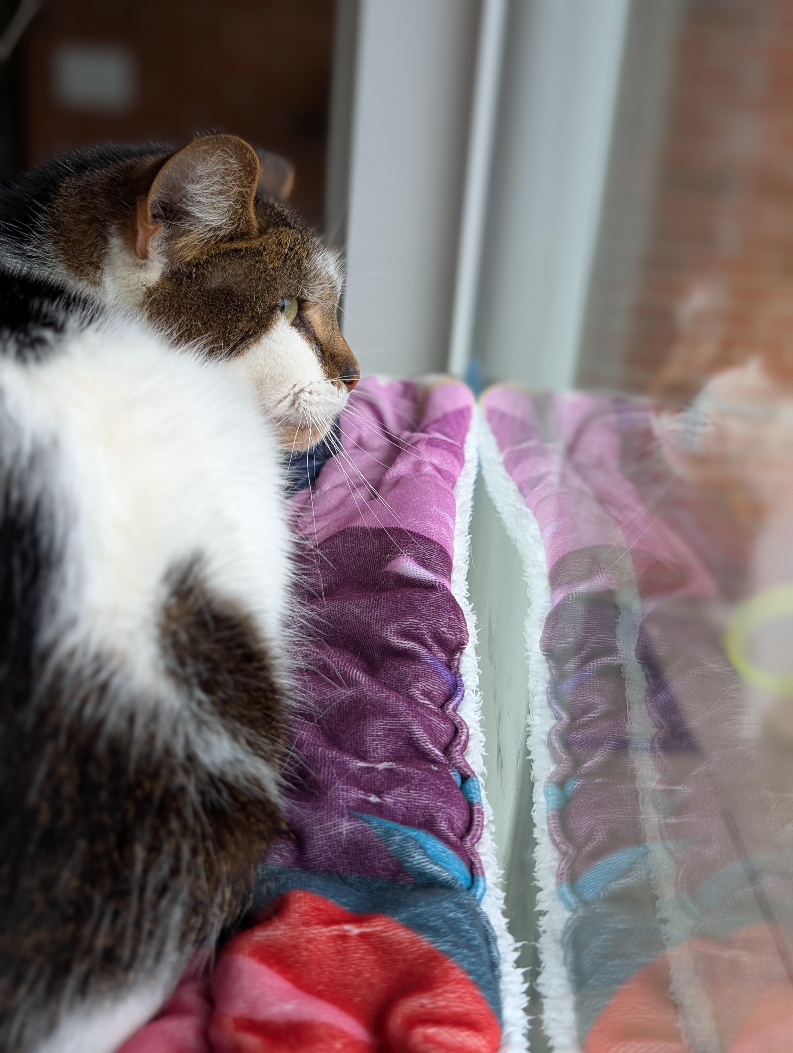 Scarlet, a ADOPTABLE Domestic Short Hair in Quincy, OH image 3/5