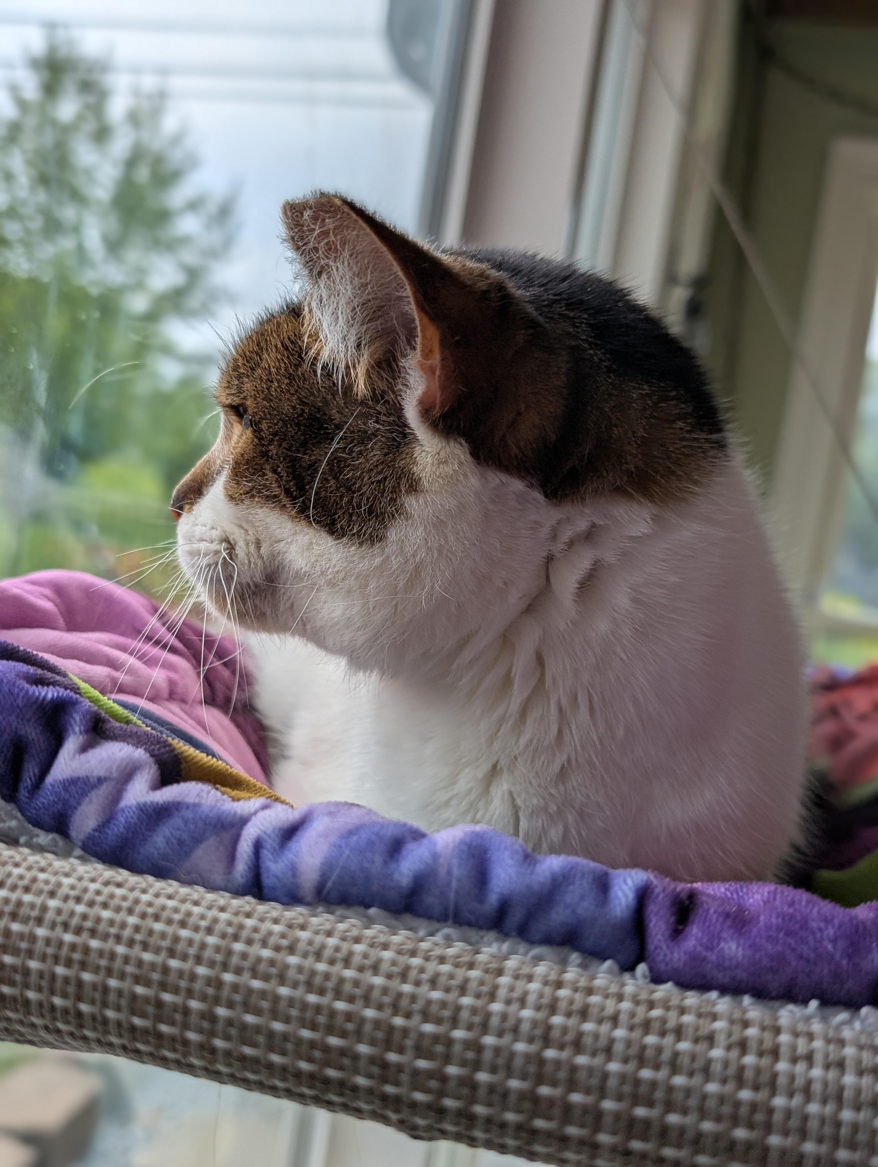 Scarlet, a ADOPTABLE Domestic Short Hair in Quincy, OH image 4/5