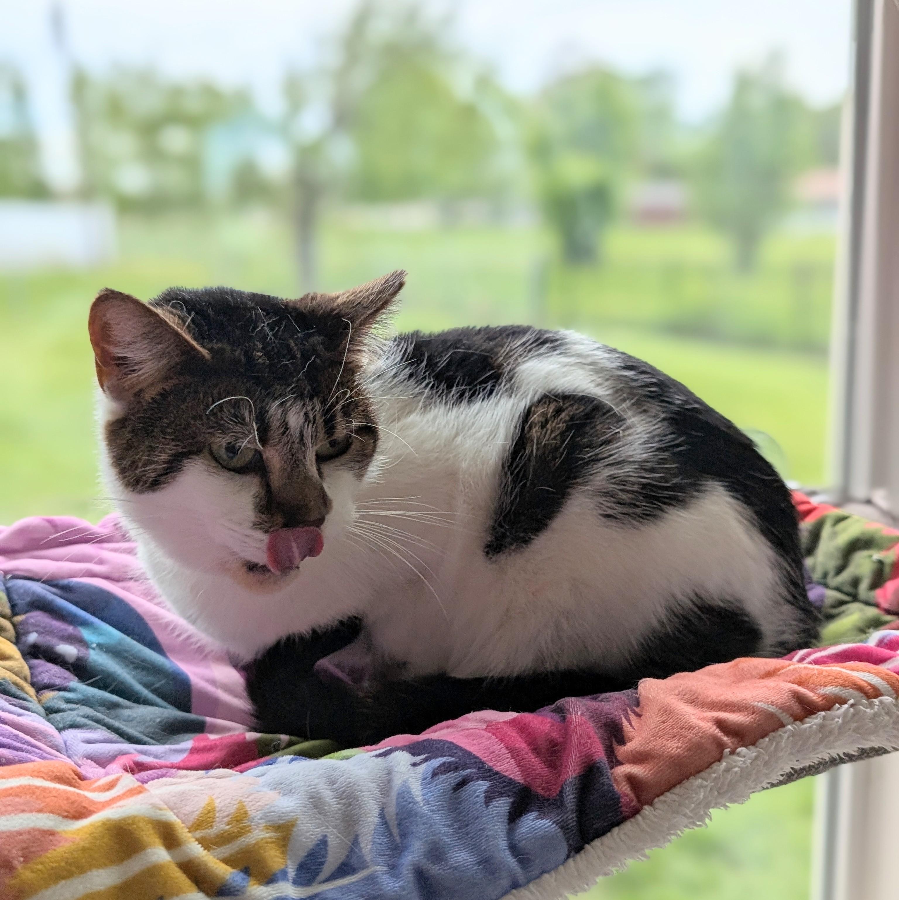Scarlet, a ADOPTABLE Domestic Short Hair in Quincy, OH image 5/5