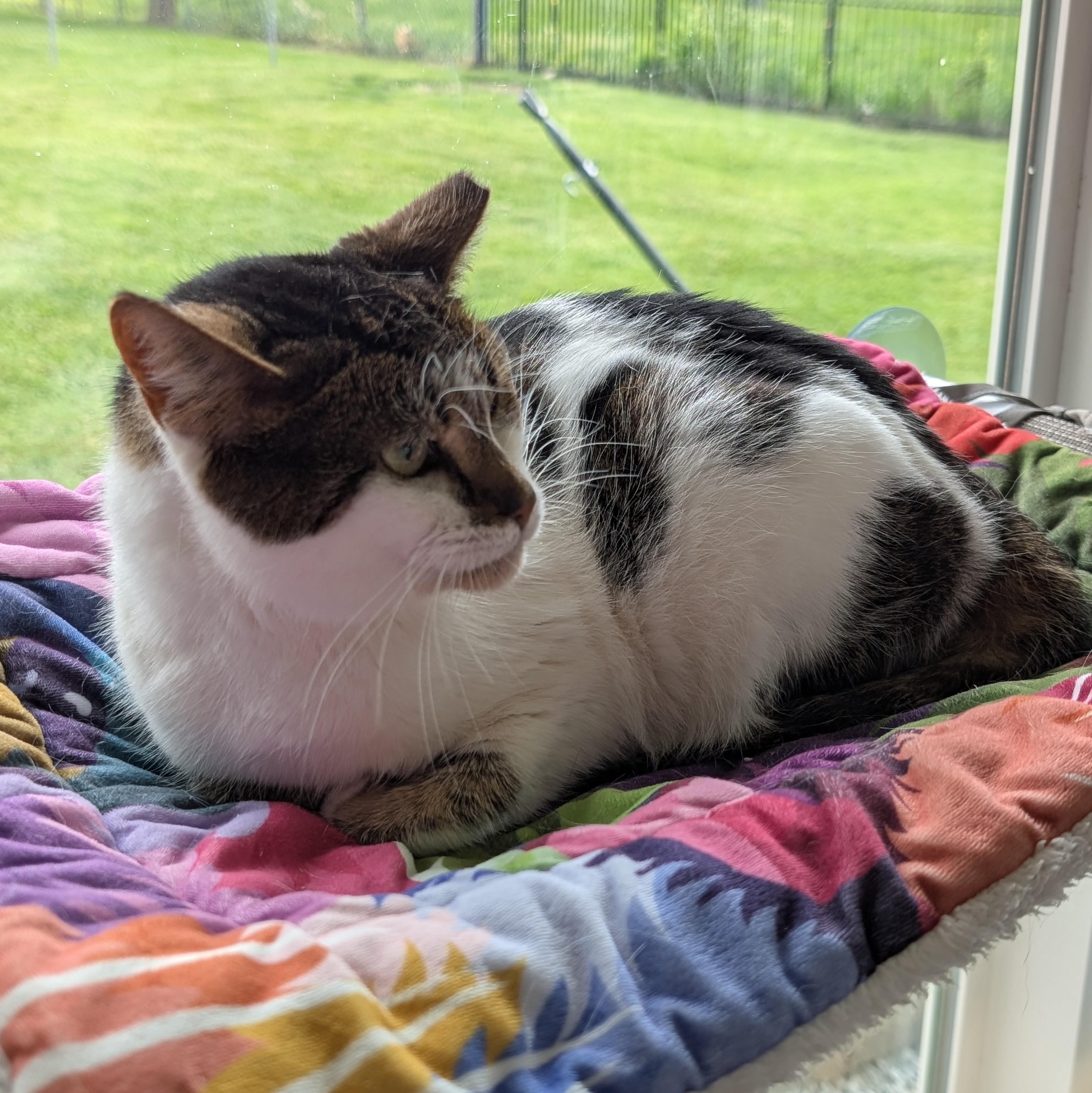 Scarlet, a ADOPTABLE Domestic Short Hair in Quincy, OH image 2/5
