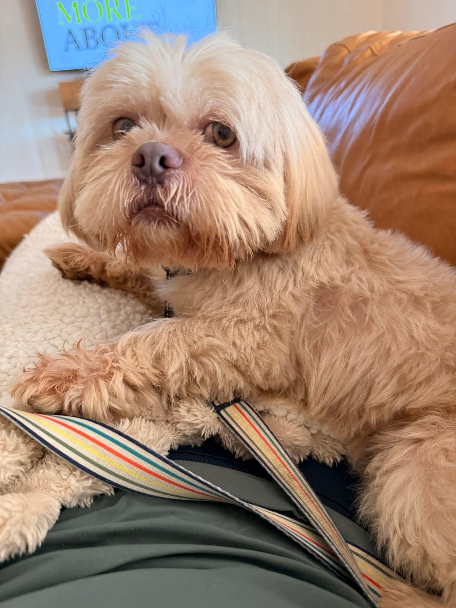 Enlarge 26Siskiyou, an adopted Shih Tzu in Shingle Springs, CA image 5/6