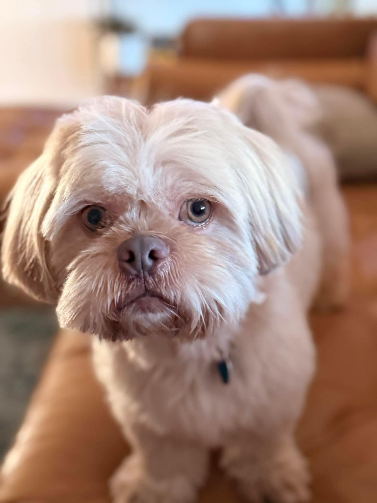 26Siskiyou, adopted, Adult Male Shih Tzu.
