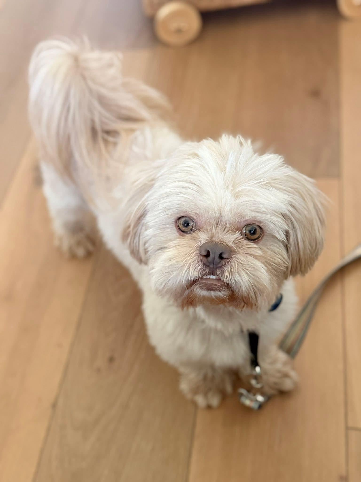 Enlarge 26Siskiyou, an adopted Shih Tzu in Shingle Springs, CA image 2/6