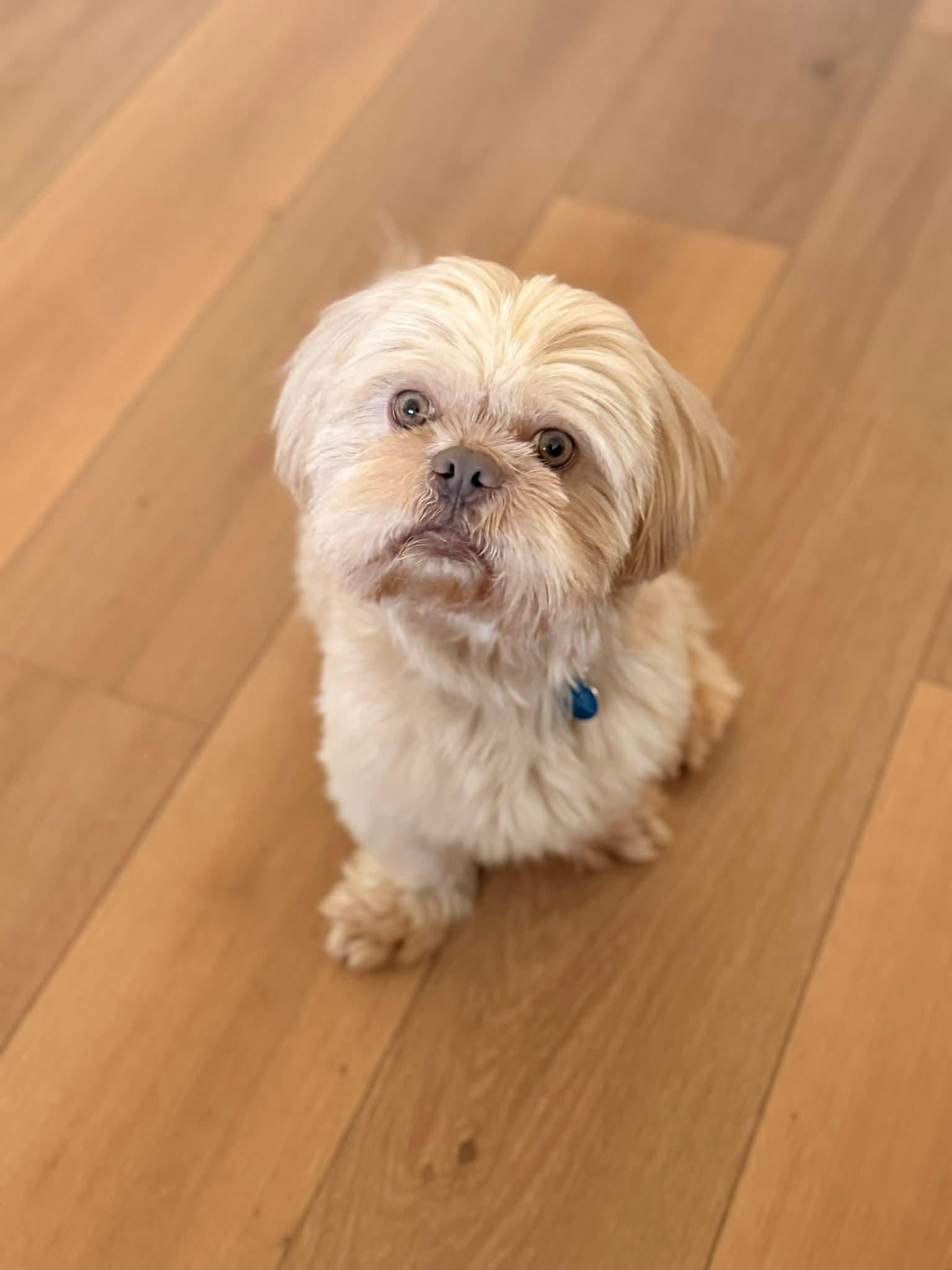 Enlarge 26Siskiyou, an adopted Shih Tzu in Shingle Springs, CA image 3/6