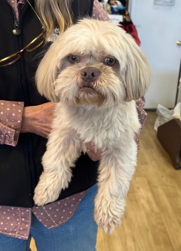 Enlarge 26Siskiyou, an adopted Shih Tzu in Shingle Springs, CA image 4/6