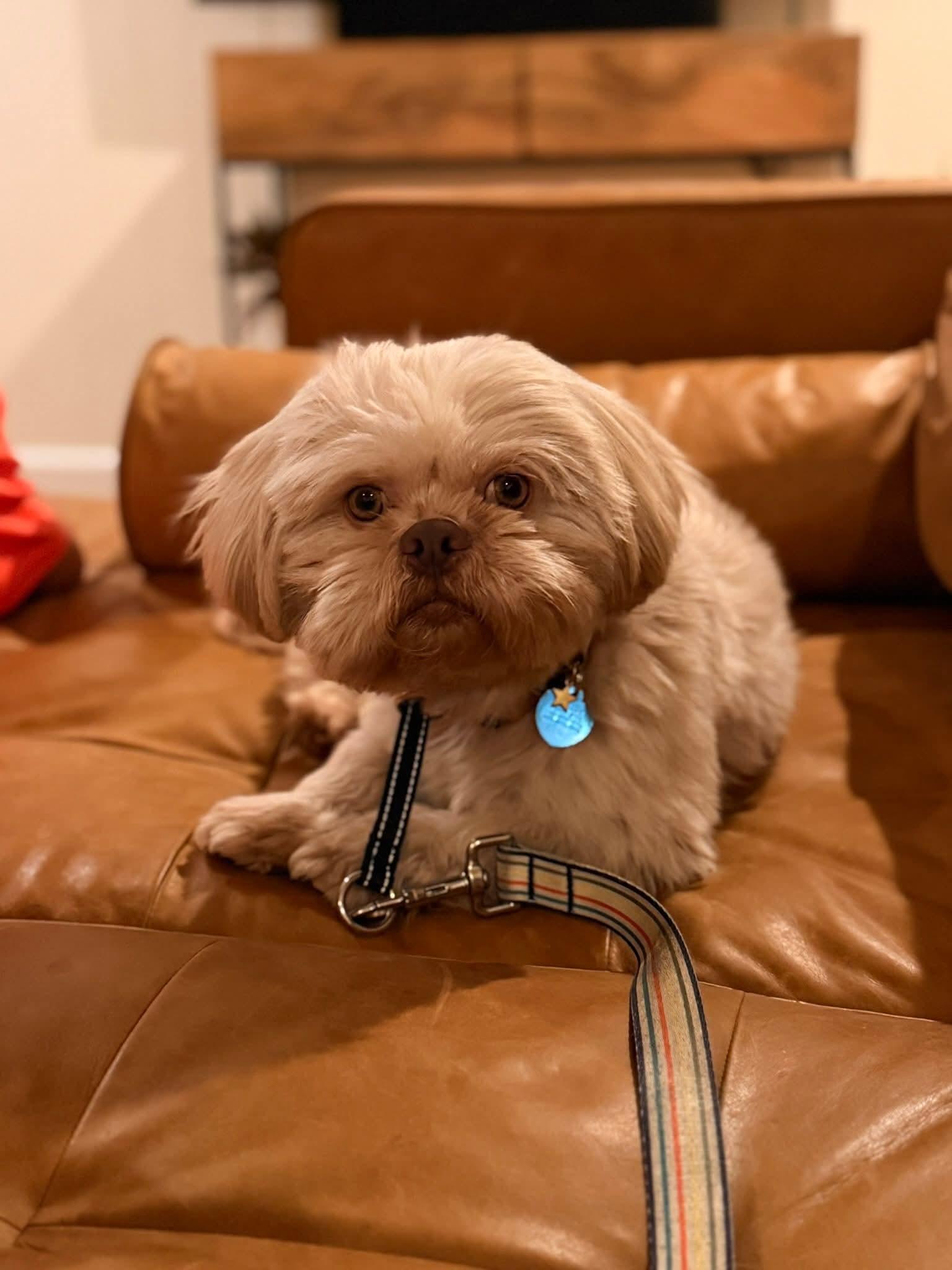 Enlarge 26Siskiyou, an adopted Shih Tzu in Shingle Springs, CA image 6/6