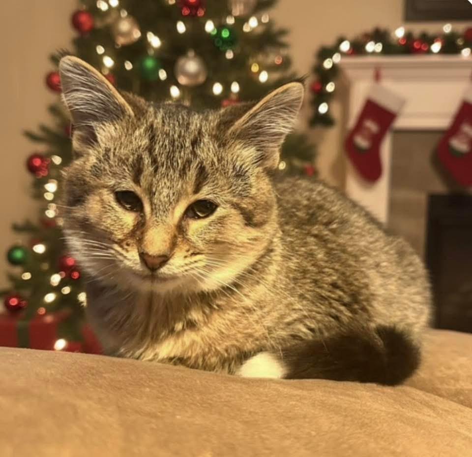 Enlarge Richard, a Adopted Domestic Short Hair in Toledo, OH image 2/4