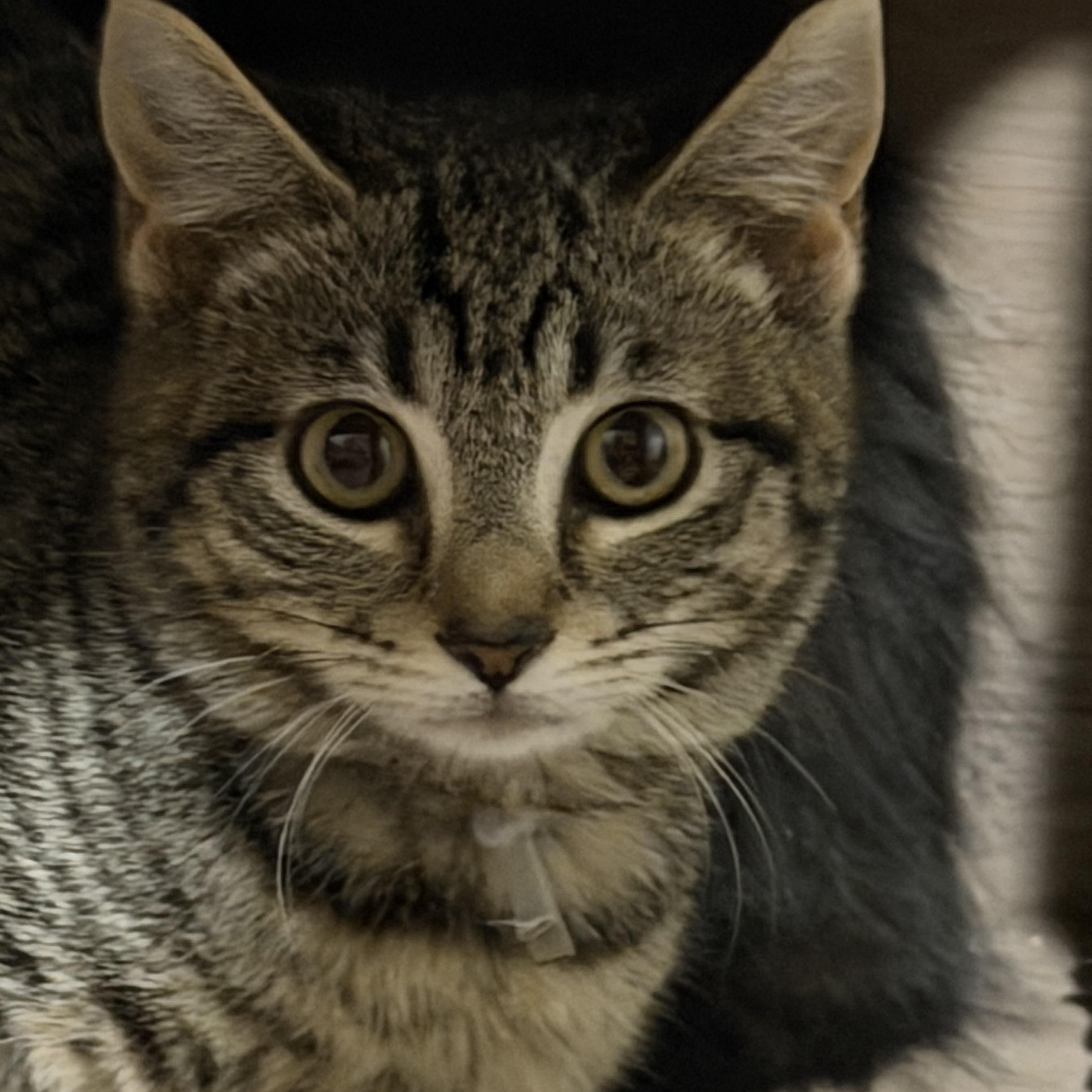 Enlarge Peno, a Adoptable Domestic Short Hair in Woodstock, GA image 2/2