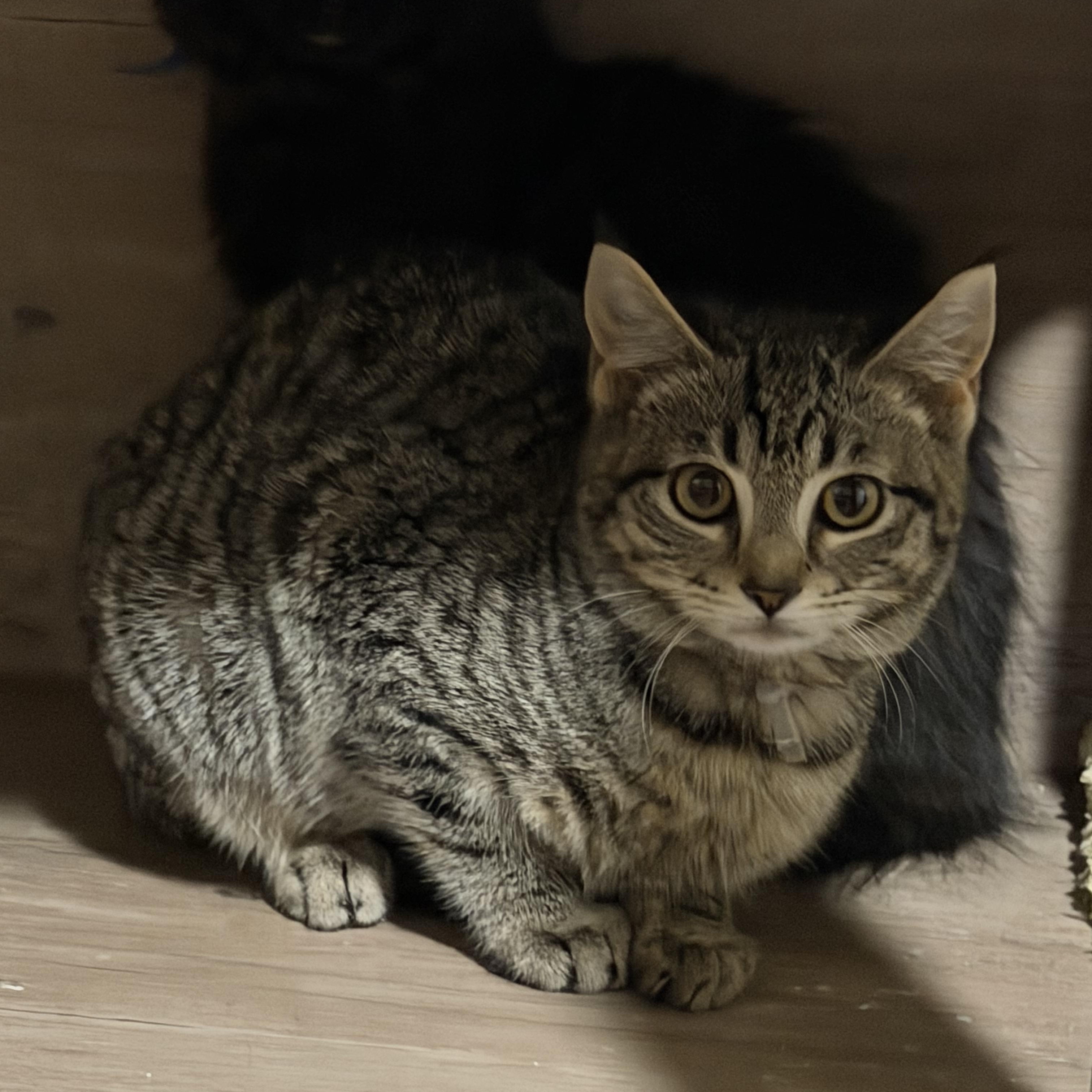 Enlarge Peno, a Adoptable Domestic Short Hair in Woodstock, GA image 1/2