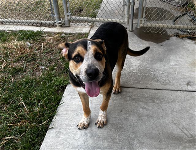 TIMMY, Adoptable, Young Male German Shepherd Dog & American Staffordshire Terrier.