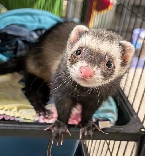 ChaCha, Adoptable, Young Female Ferret.