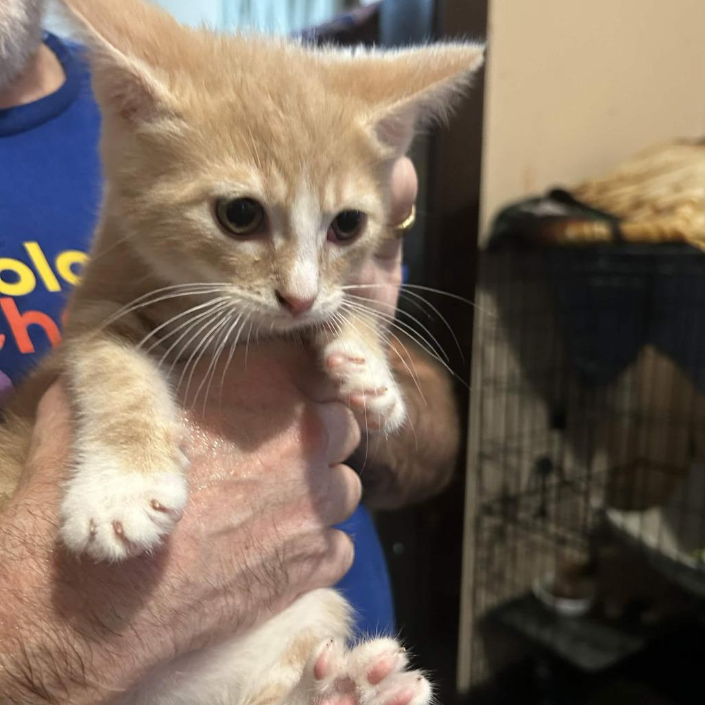 Enlarge Jacob, a Adoptable Domestic Short Hair in Johnstown, PA image 1/1