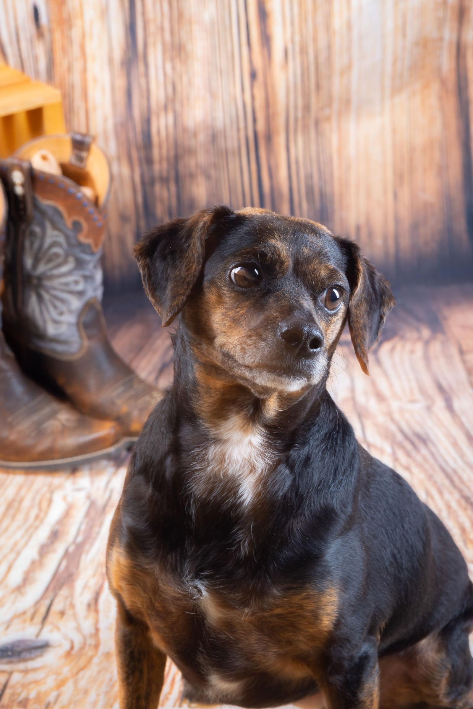 MYA, a Adoptable Terrier in Elizabethtown, PA image 1/3