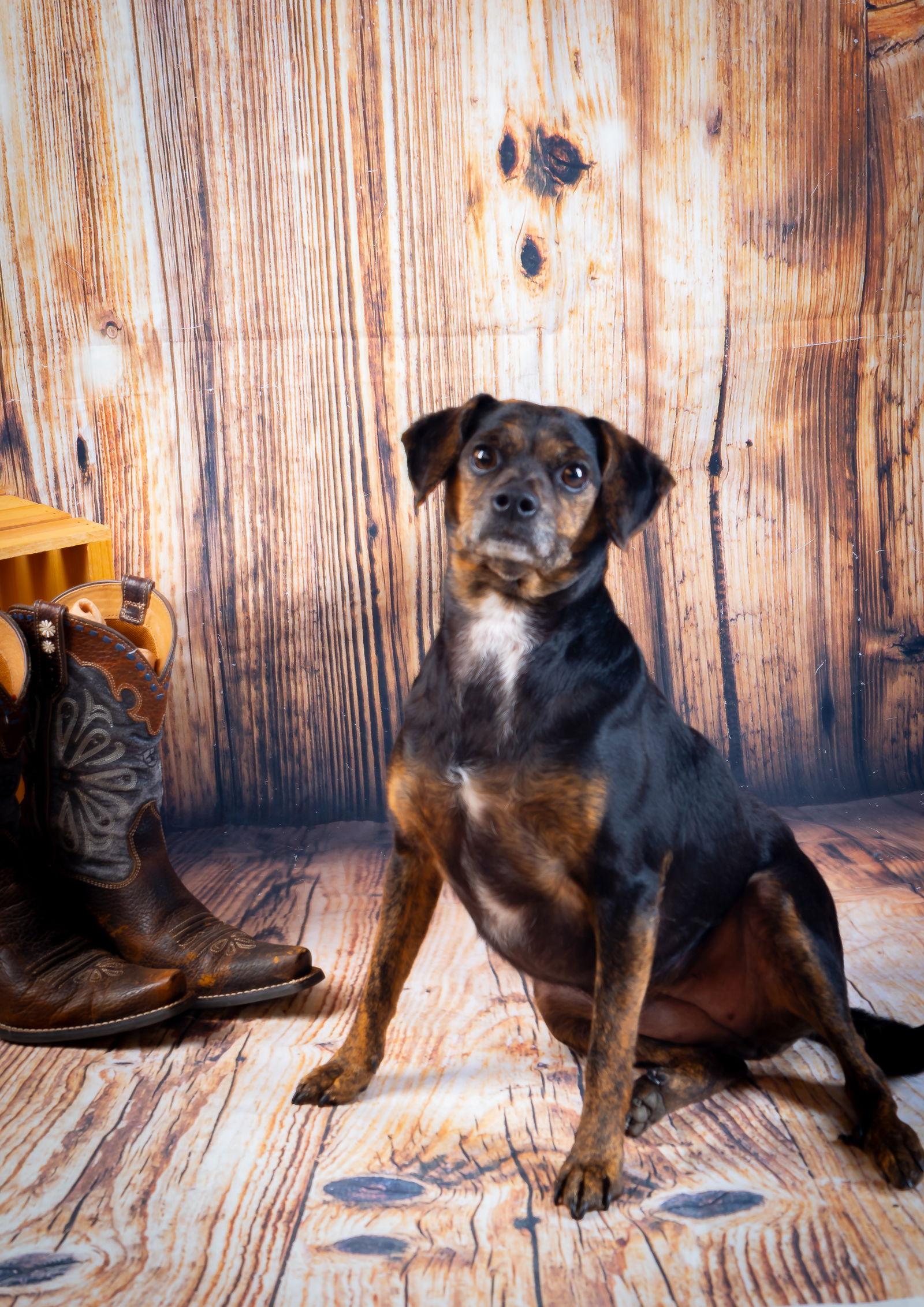 MYA, a Adoptable Terrier in Elizabethtown, PA image 3/3