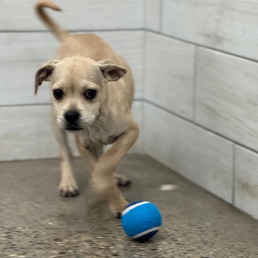 Riley, an adoptable Pug, Terrier in Burnsville , MN, 55337 | Photo Image 3
