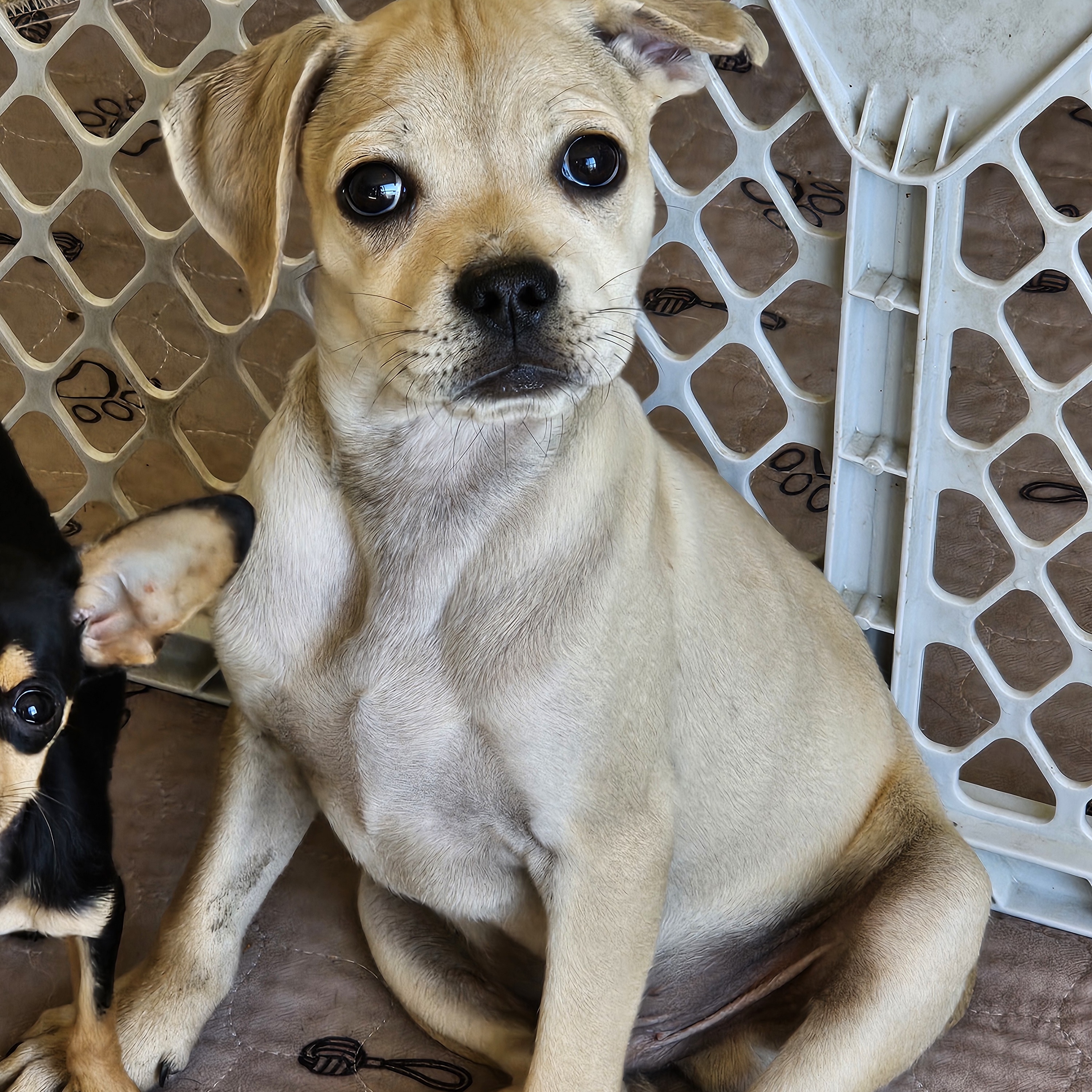Riley, an adoptable Pug, Terrier in Burnsville , MN, 55337 | Photo Image 1