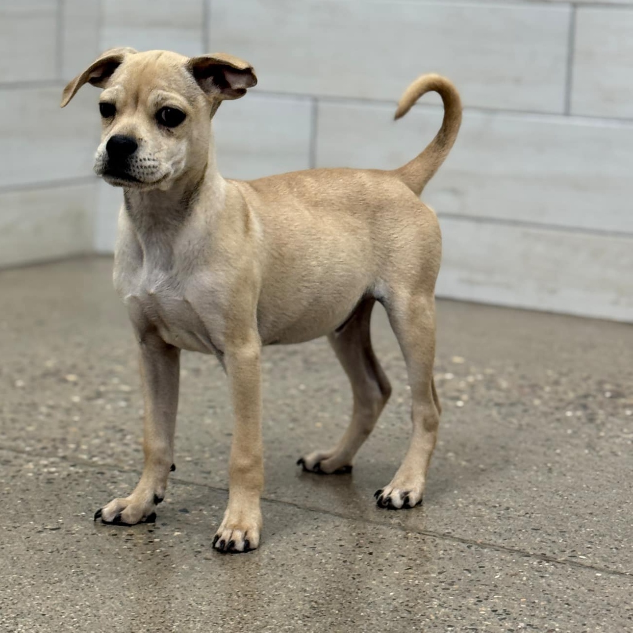 Riley, an adoptable Pug, Terrier in Burnsville , MN, 55337 | Photo Image 2