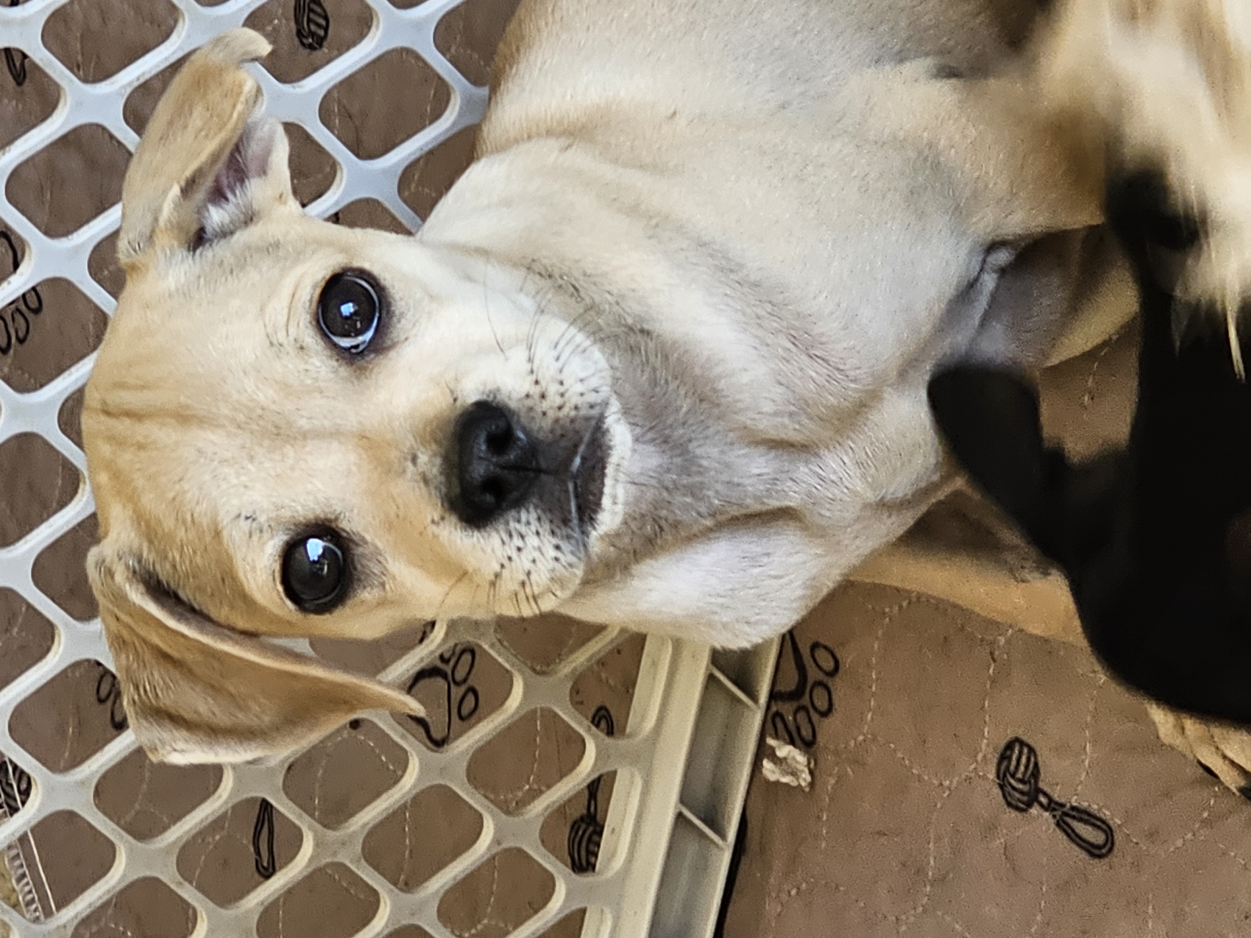 Riley, an adoptable Pug, Terrier in Burnsville , MN, 55337 | Photo Image 5