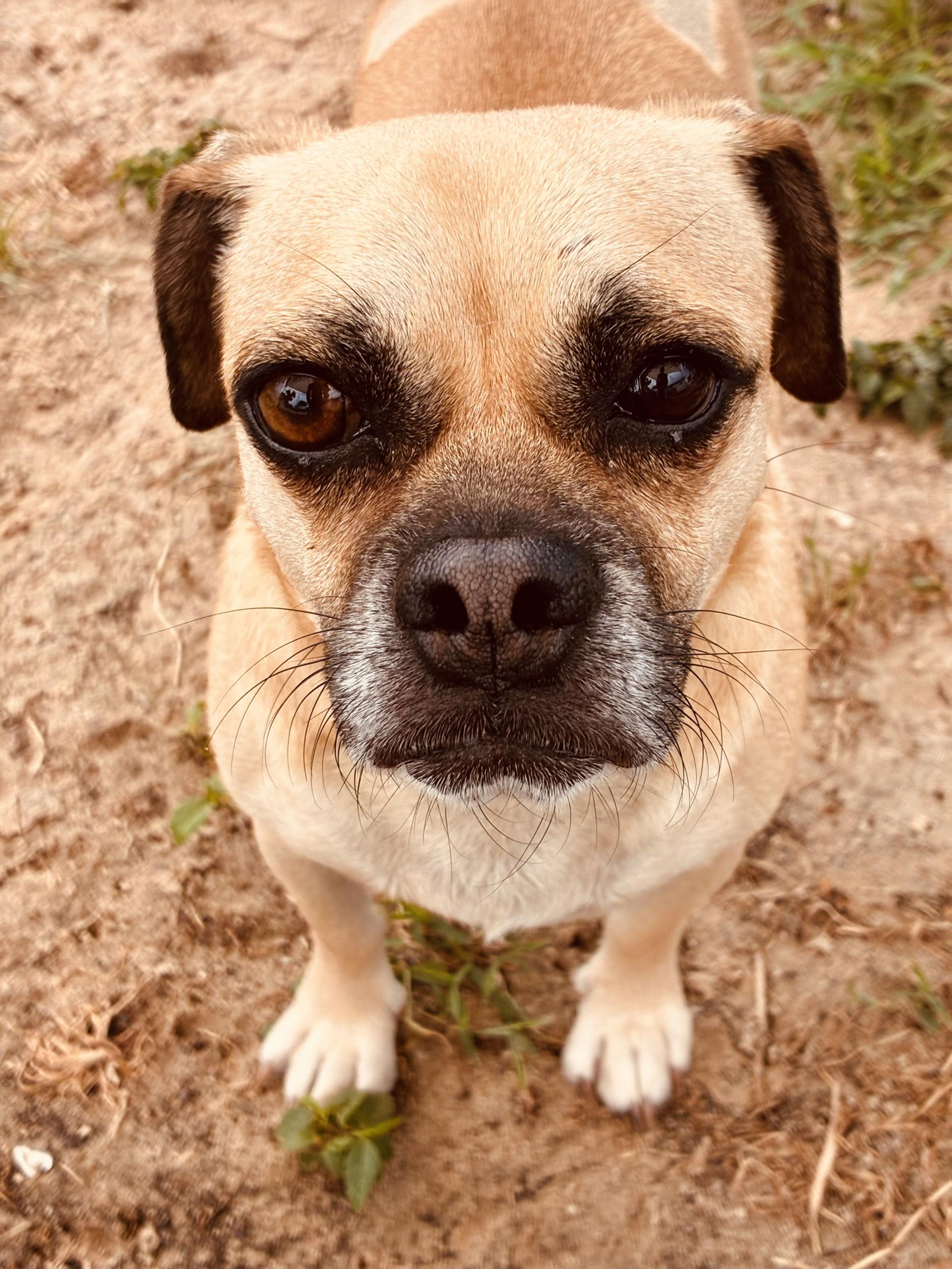 Enlarge Chad, a Adoptable Puggle in New Port Richey, FL image 3/5