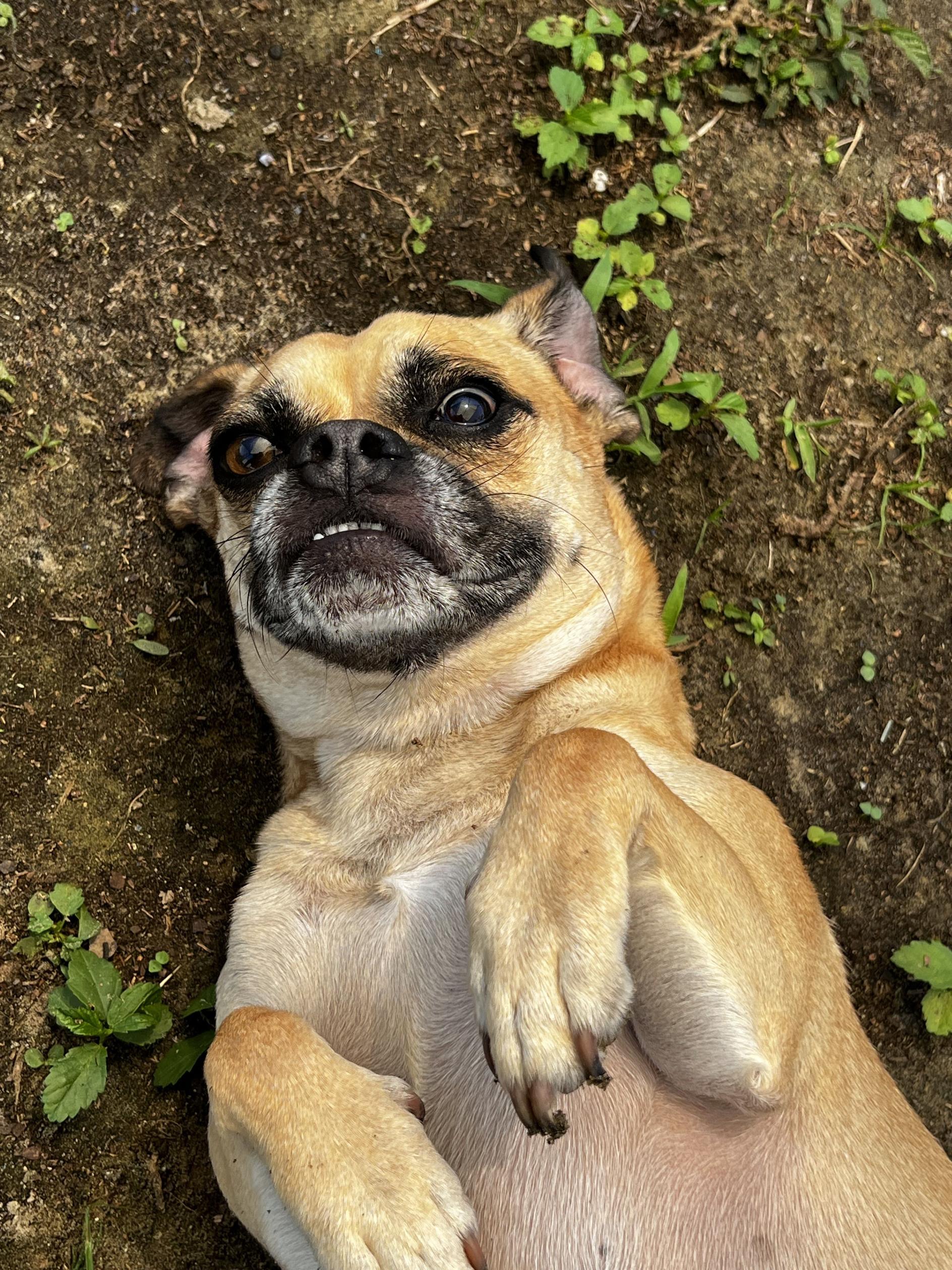 Enlarge Chad, a ADOPTABLE Puggle in New Port Richey, FL image 3/3