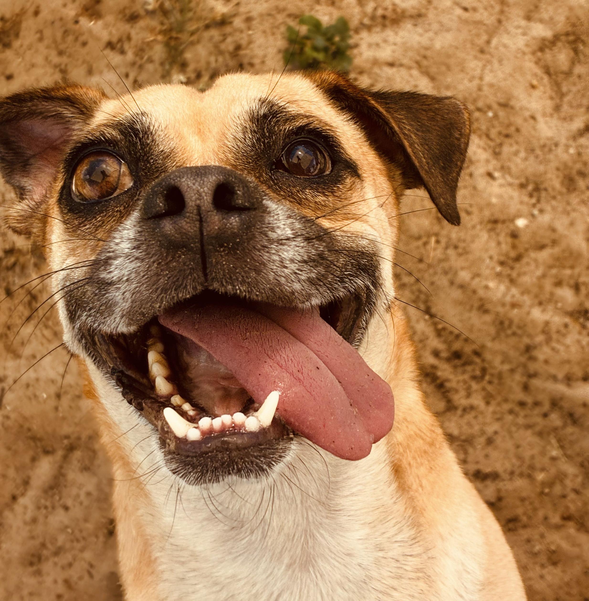 Enlarge Chad, a ADOPTABLE Puggle in New Port Richey, FL image 2/3