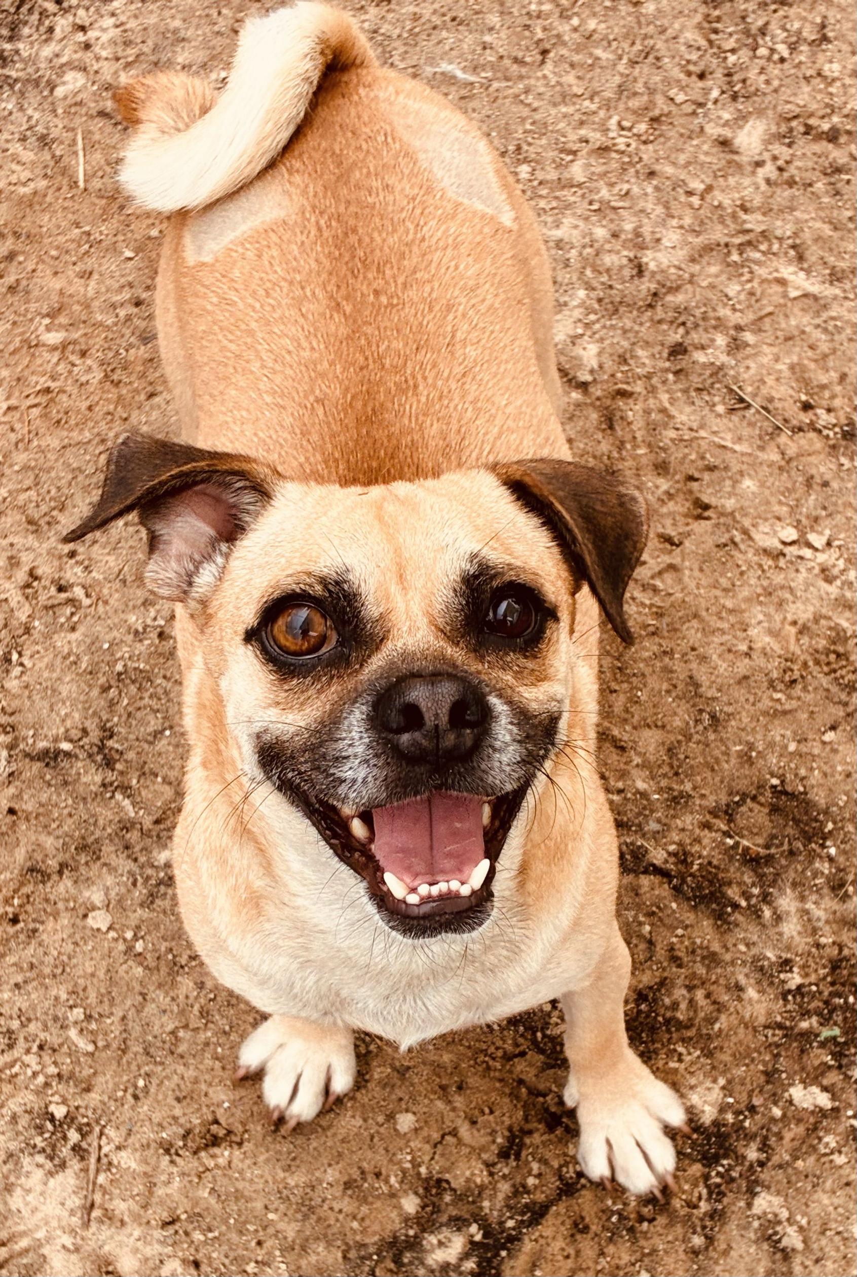 Chad, Adoptable, Adult Male Puggle.
