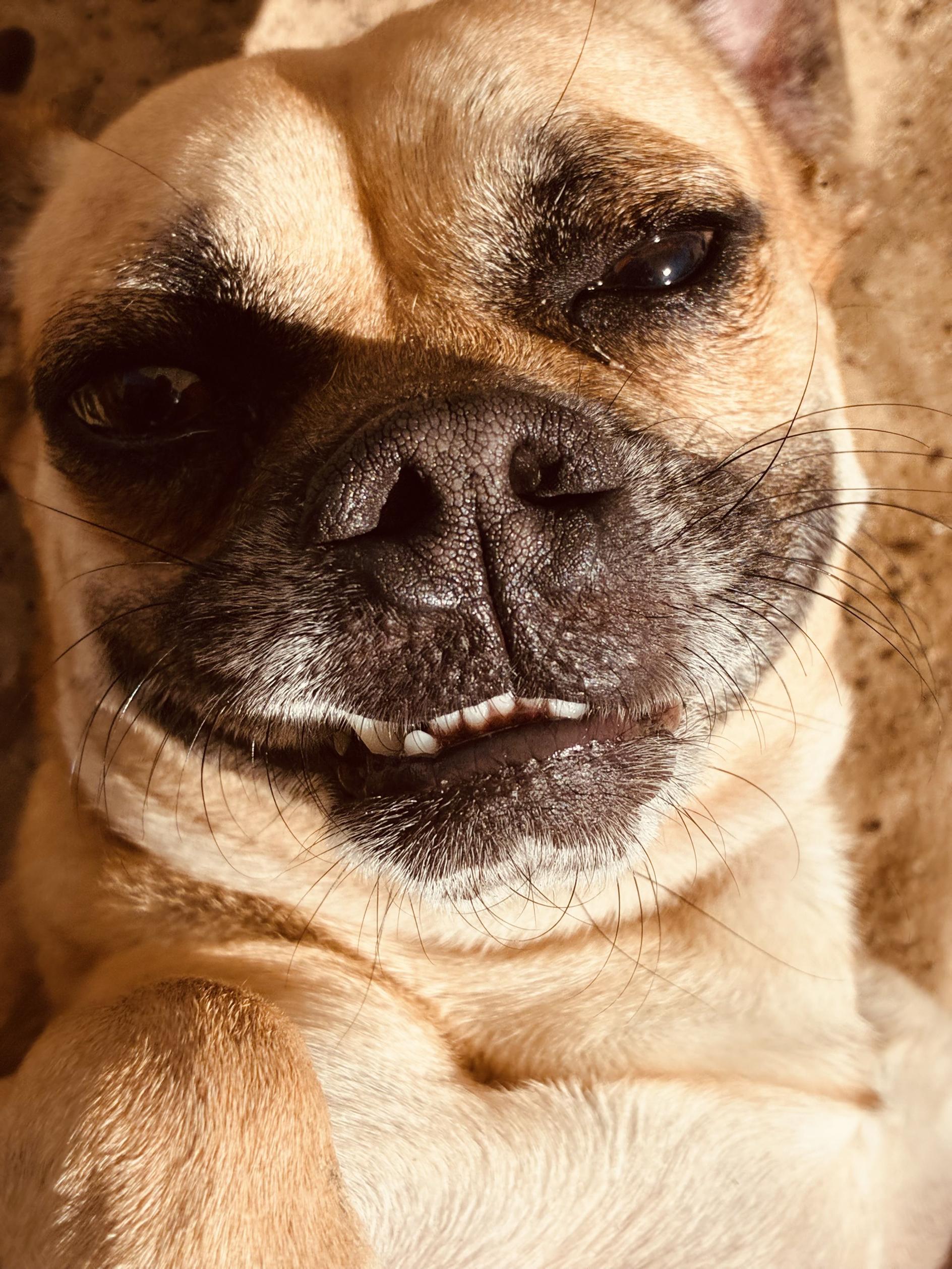 Chad, ADOPTABLE, Adult Male Puggle.