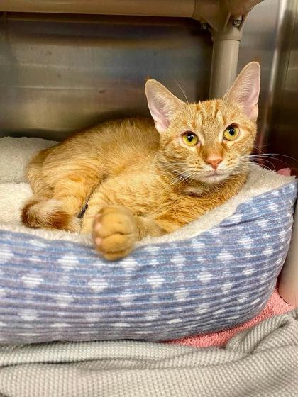 Mantis, Adoptable, Adult Female Domestic Short Hair & Domestic Short Hair.