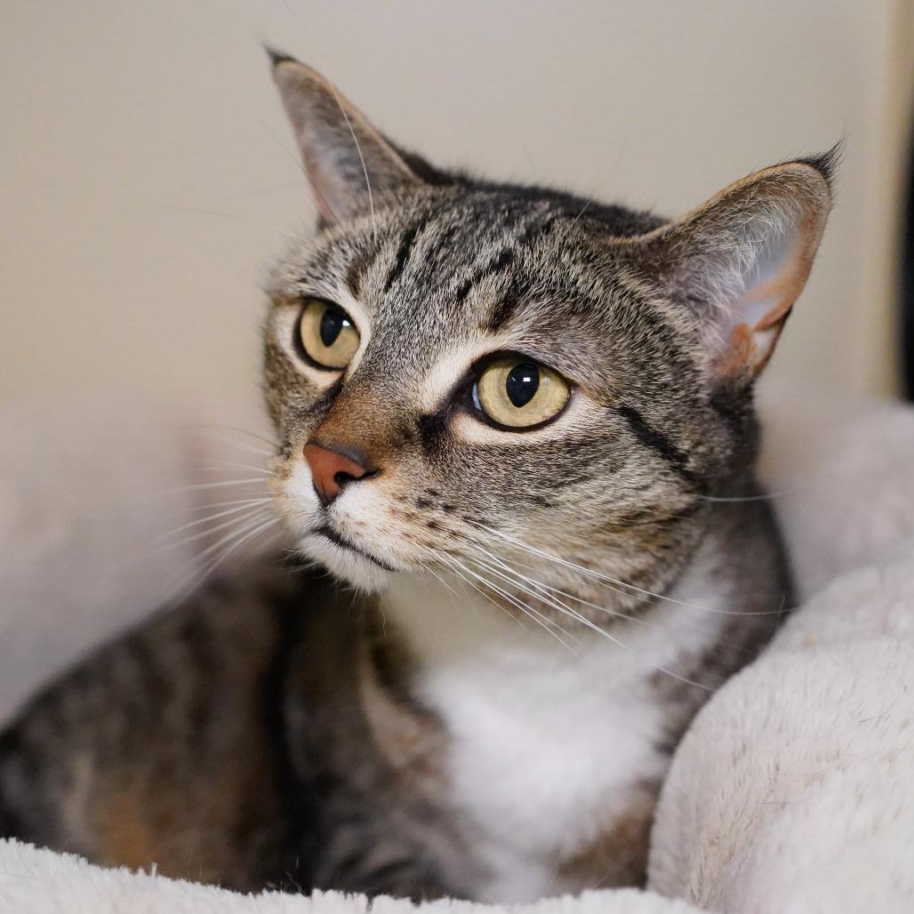 Hazel, a Adoptable Domestic Short Hair in Thomaston, ME image 2/5