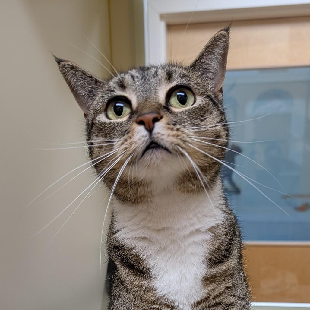 Hazel, a Adoptable Domestic Short Hair in Thomaston, ME image 4/5