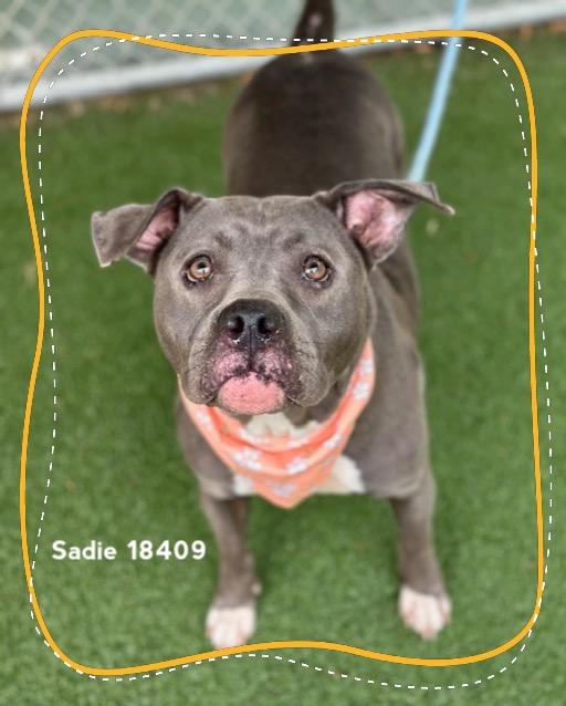 SADIE (see also LUX), a ADOPTABLE Pit Bull Terrier in Marietta, GA image 6/6