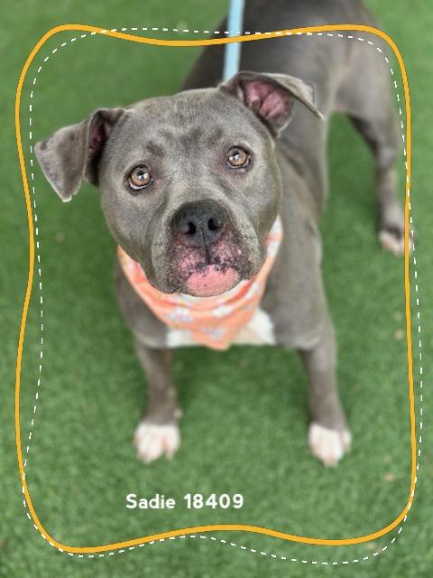 SADIE (see also LUX), ADOPTABLE, Adult Female Pit Bull Terrier.