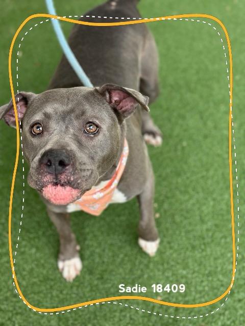 SADIE (see also LUX), a ADOPTABLE Pit Bull Terrier in Marietta, GA image 2/6