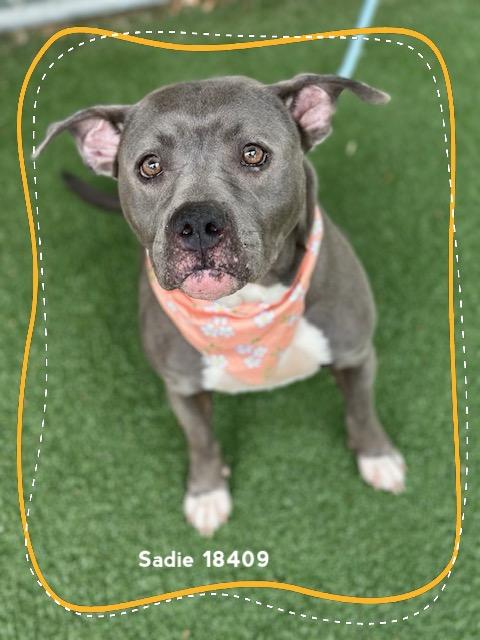SADIE (see also LUX), a ADOPTABLE Pit Bull Terrier in Marietta, GA image 4/6