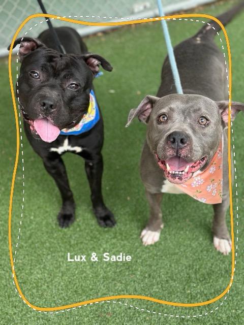 SADIE (see also LUX), a ADOPTABLE Pit Bull Terrier in Marietta, GA image 5/6