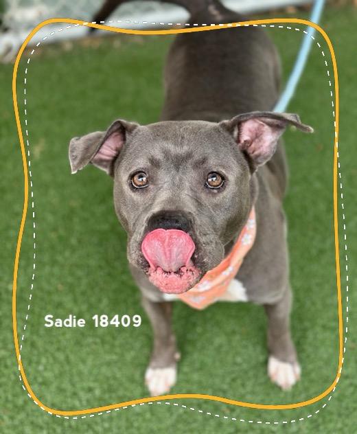 SADIE (see also LUX), a ADOPTABLE Pit Bull Terrier in Marietta, GA image 3/6