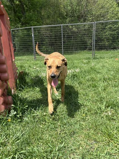 Ron, Adoptable, Adult Male Hound & Mixed Breed.