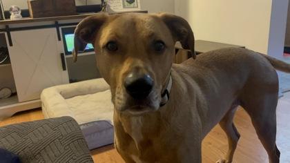 Enlarge Ron, a Adoptable mixed breed in Burlington, WI image 2/3