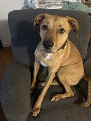 Enlarge Ron, a Adoptable mixed breed in Burlington, WI image 3/3