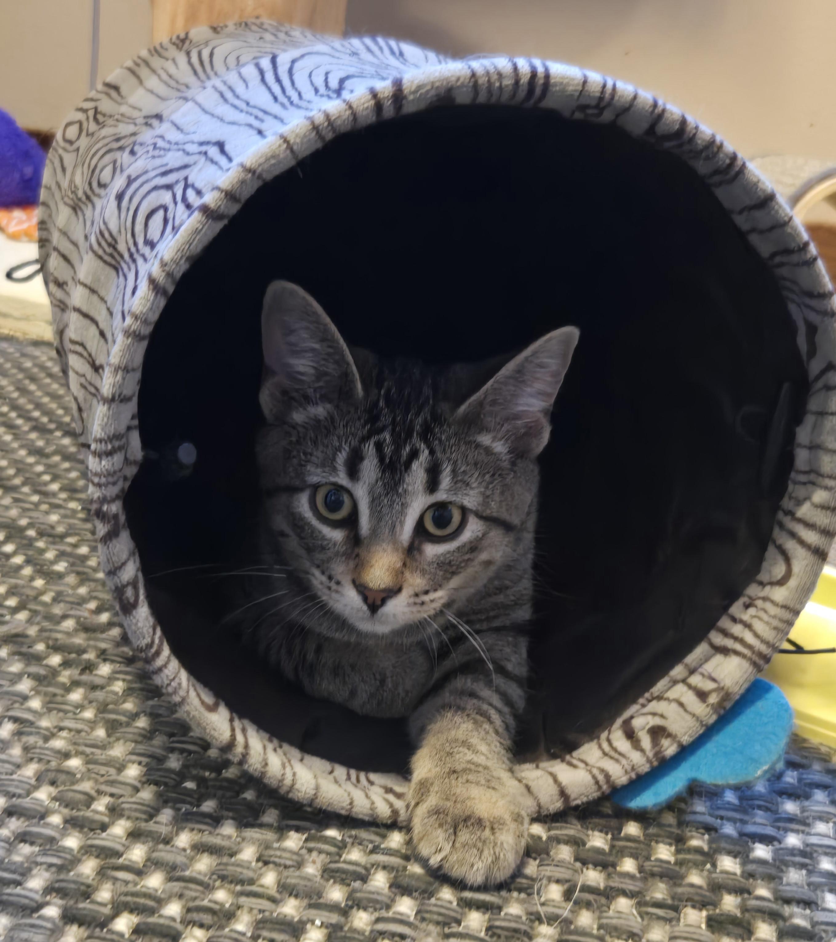 Enlarge Sconnie, a Adoptable Domestic Short Hair in Madison, WI image 4/5