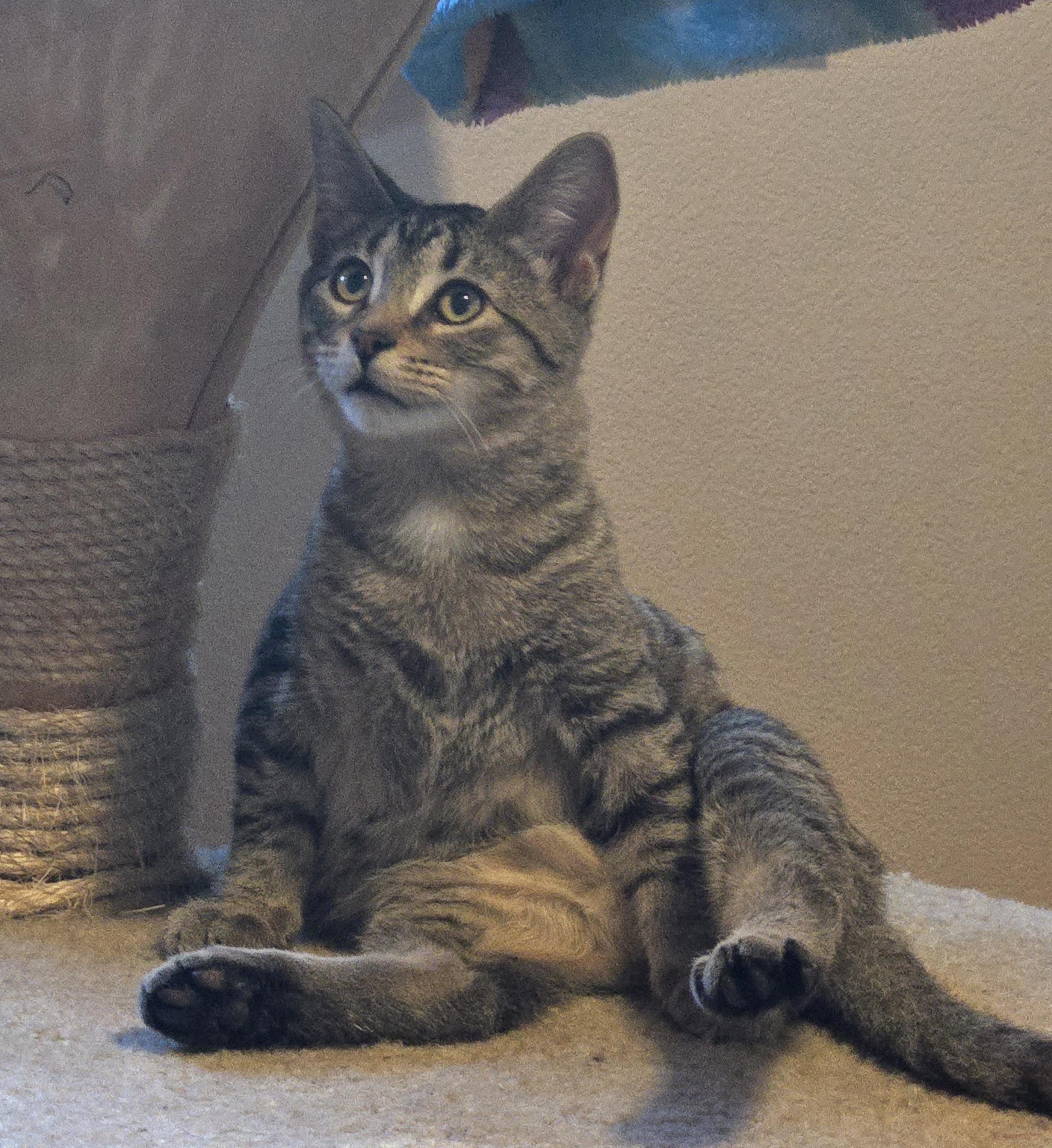 Sconnie, Adoptable, Kitten Female Domestic Short Hair.