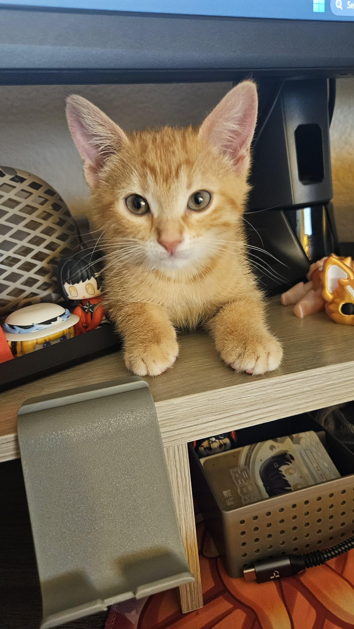 Pixie, ADOPTABLE, Young Female Domestic Short Hair.