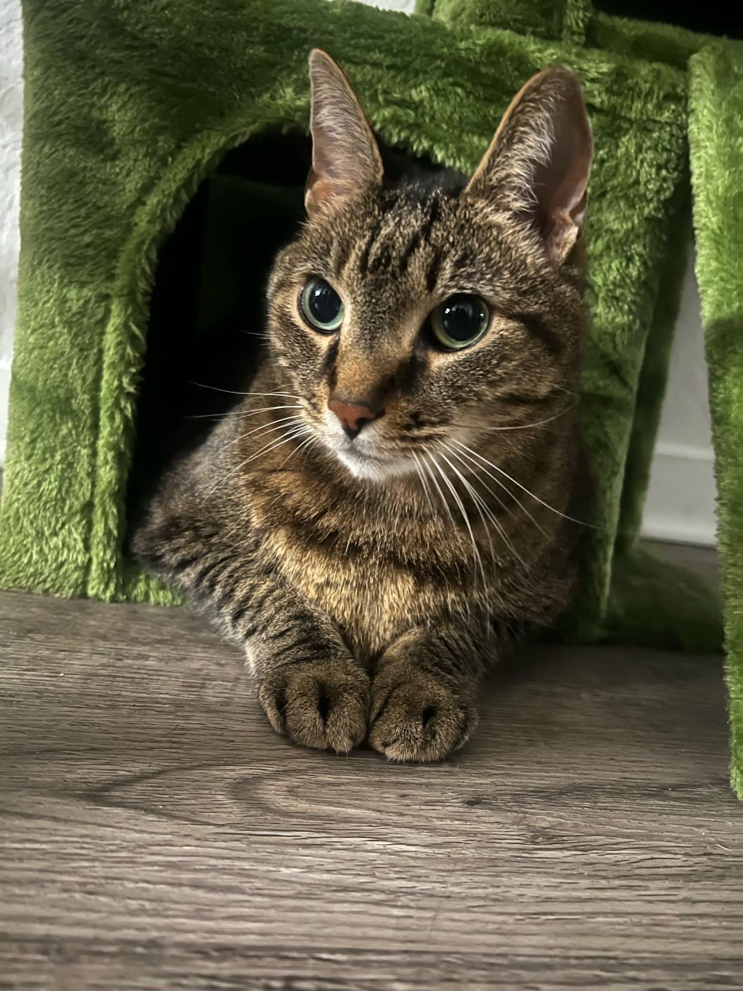 Tigger, Senior Male Domestic Short Hair